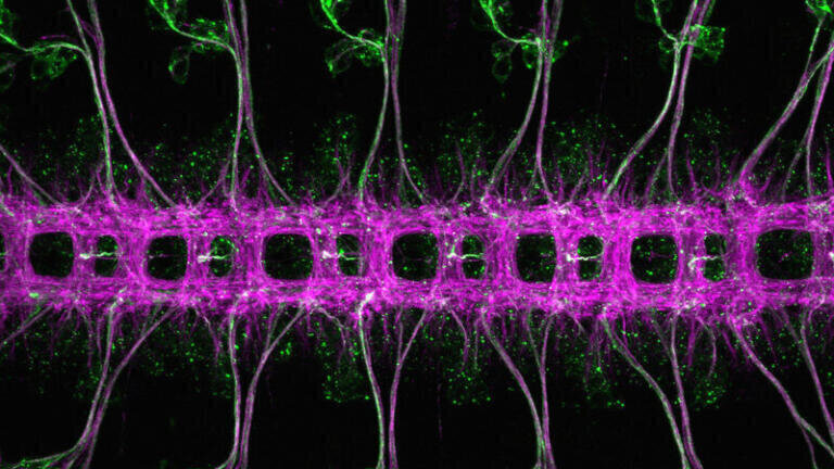 Light Microscopy - Life Sciences
1st Prize
Drosophila melanogaster embryonic nervous system
Beautifully repeated segments of Drosophila melanogaster embryonic nervous system, stage 16/17, ventral view. Stained for Futsch (green, segmented sensory neurons and dispersed cell bodies in the ventral nerve cord) and Ank2-L (magenta, segmented ventral nerve cord and a subset of sensory neurons). Imaged with a Zeiss LSM780 confocal microscope.
Mohammad Mofatteh, MRC-Laboratory of Molecular Biology
